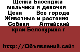 Щенки Басенджи ,мальчики и девочки › Цена ­ 1 - Все города Животные и растения » Собаки   . Алтайский край,Белокуриха г.